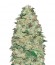 Сорт White Widow fem (Vision Seeds)