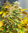 Сорт Auto Fire DOG fem (Advanced Seeds)