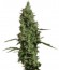 Сорт Atomical Haze fem (Paradise Seeds)