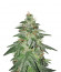 Сорт Bruce Banner #3 fem (Original Sensible Seeds)