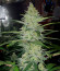 Сорт Candy Store RBX fem (Ethos Genetics)