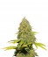 Сорт Jack Herer reg (Sensi Seeds)