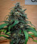 Сорт Jet Fuel Mandarine XL Auto fem (Sweet Seeds)