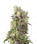 Сорт Do Sweet Dos fem (Sweet Seeds)