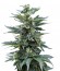 Сорт Full Moon fem (Nirvana Seeds)