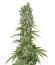 Сорт White Strawberry Skunk fem (Strain Hunters)