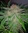 Сорт Industrial Plant Autoflowering CBD fem