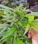 Сорт Original Amnesia Autoflowering fem (Dinafem Seeds)