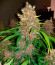 Сорт Purple Juice Auto fem (Herbies Seeds)