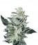 Сорт Sensi Star fem (Paradise Seeds)