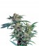 Сорт Skunk Kush fem (Sensi Seeds)