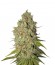 Сорт Special Kush 1 fem (Royal Queen Seeds)