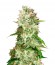 Сорт Auto Cheese fem (Bulk Seed Bank)