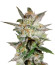 Микс семян Indica Pure Origin Collection 8 (World of Seeds)