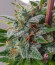 Сорт Super Bud Auto fem (Green House Seeds)