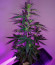 Сорт VIP Auto fem (VIP seeds)