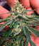 Сорт Bubba Slush fem (Green House Seeds)