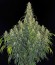 Сорт CBD-Chronic fem (Serious Seeds)