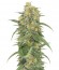 Сорт Green Crack fem (Humboldt Seed Organization)