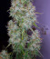 Сорт Auto Night Queen fem (Dutch Passion)