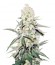 Сорт La Blanca Gold Auto Fem (Vision Seeds)