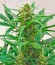 Семена конопли Amnesia XXL Autoflowering