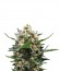 Сорт Royal Medic fem (Royal Queen Seeds)