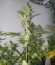 Сорт Candy Kush Express fem (Fast Flowering)