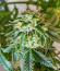 Сорт Dozy Doz fem (AlphaFem Seeds)