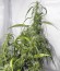 Сорт Arjan's Ultra Haze #1 fem