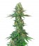 Сорт Original Bubblegum fem (TH Seeds)