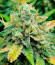 Сорт Leisure Zoot Larry fem (Dr. Krippling Seeds)