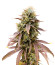 Сорт Florida Gaspack fem (Humboldt Seed Organization)