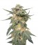 Сорт Royal Haze Automatic fem (Royal Queen Seeds)