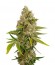 Сорт OG Kush Autoflowering fem (Dinafem Seeds)