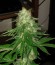 Сорт Super Hash fem (Pyramid Seeds)