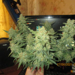 big-devil-2-auto-fem-sweet-seeds.JPG