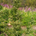 northern-lights-x-big-bud-auto-world-of-seeds.jpg