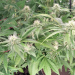 royal-gorilla-fem-rqs.jpg