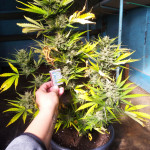 thunder-bloody-mary-auto-fem-samsara-seeds.jpg