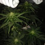 Green_Crack_auto_FastBuds.jpg