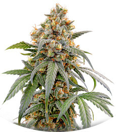 Сорт Papaya Zoap F1 Fast Version fem (Sweet Seeds)