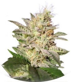 Allkush fem (Paradise Seeds)