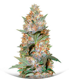 Auto Caramelino fem (Victory Seeds)