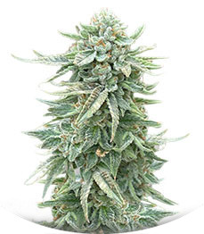 Dozy Doz fem (AlphaFem Seeds)