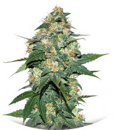 Skunk 47 fem (World of Seeds)