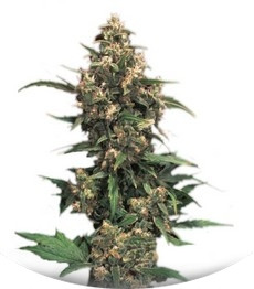 Сорт Strawberry Cough мини