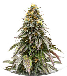 Lemonpaya fem (FastBuds)
