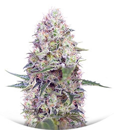 Сорт Crystal Candy fem (Sweet Seeds)