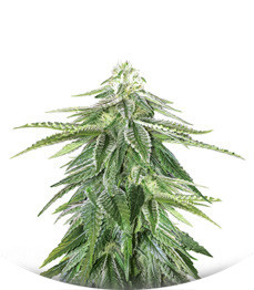 Сорт Zkittzy Gorilla fem (Original Sensible Seeds)